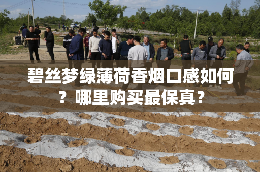 碧丝梦绿薄荷香烟口感如何？哪里购买最保真？